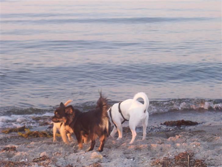 Amager strandpark billede 18