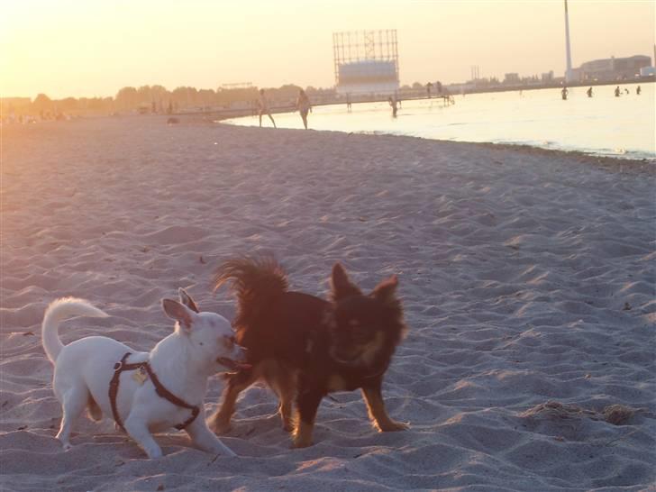Amager strandpark billede 21
