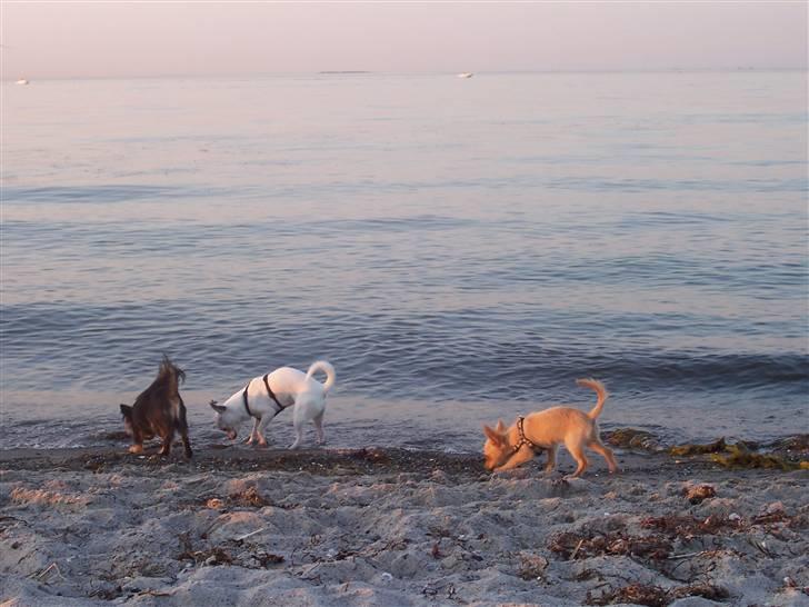 Amager strandpark billede 22
