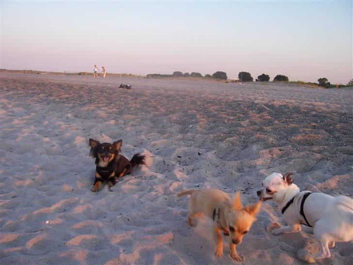 Amager strandpark billede 23