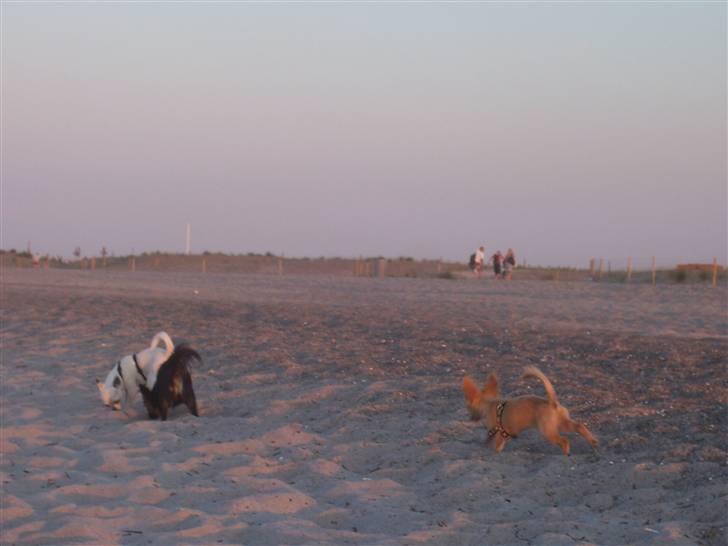 Amager strandpark billede 24
