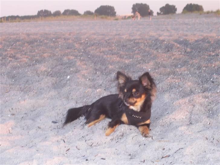Amager strandpark billede 26