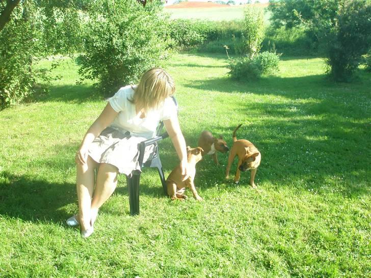 Hunde træf på langeland sammen med Sniff´s venner  - Carina og Boogie sammen med sin søster og bror billede 14