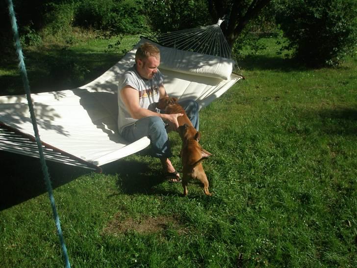 Hunde træf på langeland sammen med Sniff´s venner  - Martin og hunden på vej i køjen billede 15