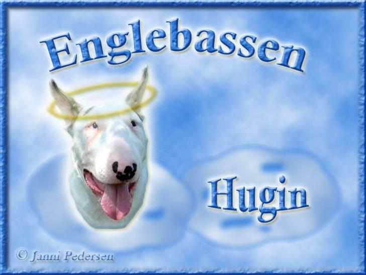Andres hunde 1 - Engle - Bulleren Hugin som englebasse :-) billede 15