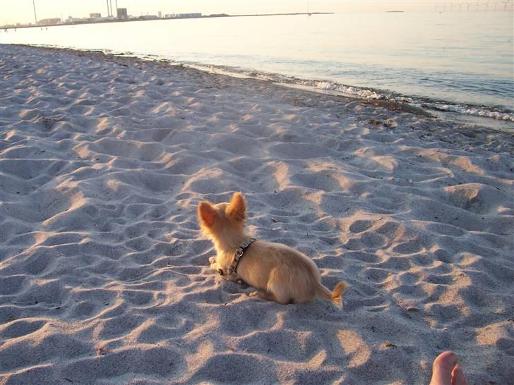 Amager strandpark Diverse hund Fotos fra - JULIE -