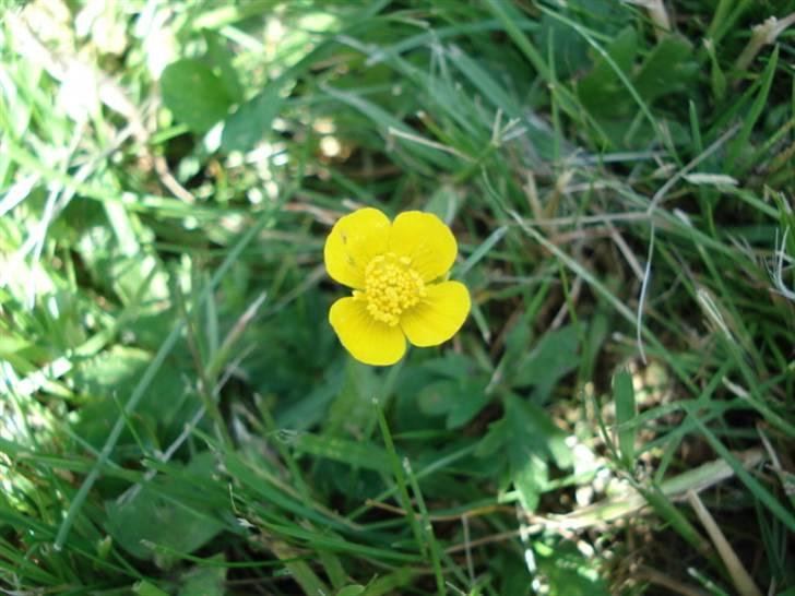 Billedresultat for naturbilleder