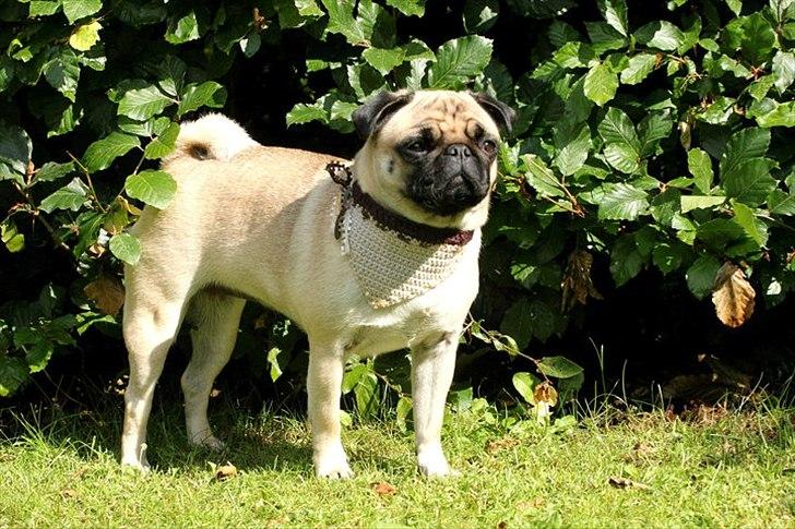 Hæklede sager - Zoe Rullepølse med et lækkert halsbånd m. tørklæde i bambusgarn og naturfarver.

Kantet med bånd og pyntet med sløjfe.

Foto: Freja Blume billede 53