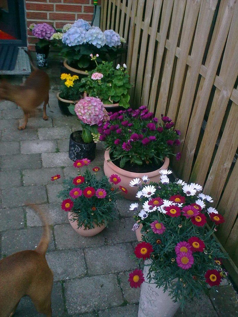 Blandede billeder - blomsterne gror 14/7.2011 billede 28