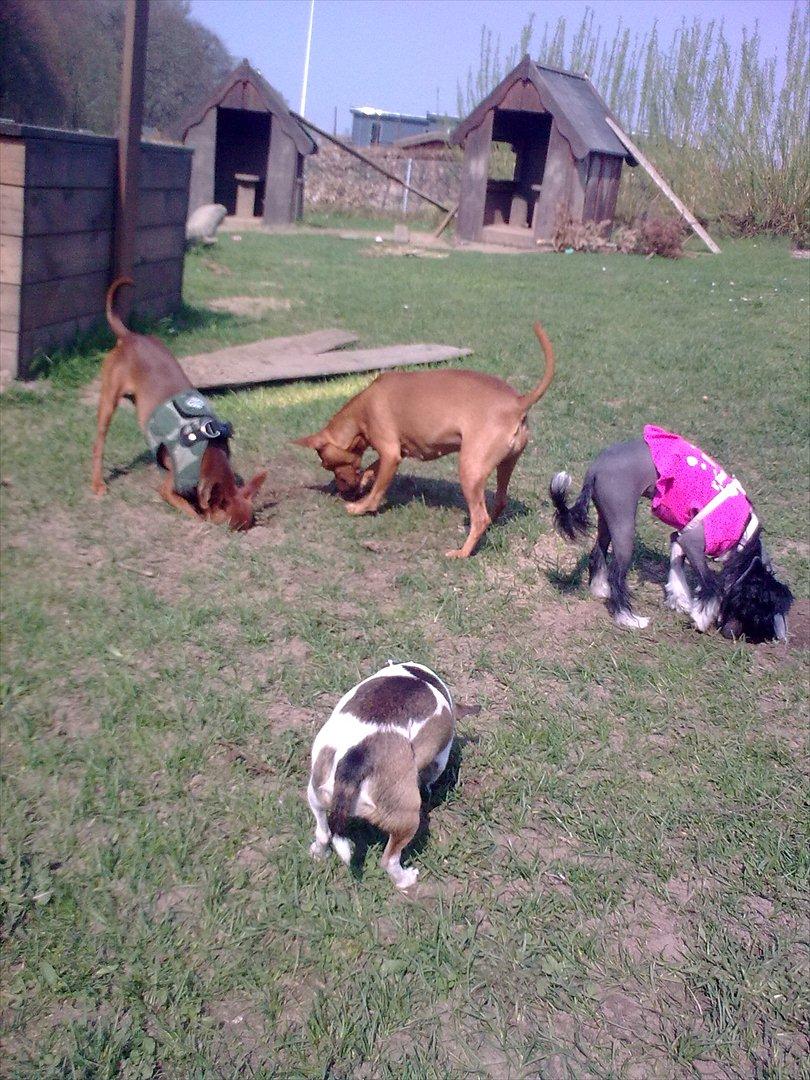 Blandede billeder - børnehaven billede 33