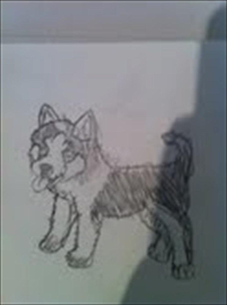 Mine tegninger - gammel tegning af en hund:-) billede 2