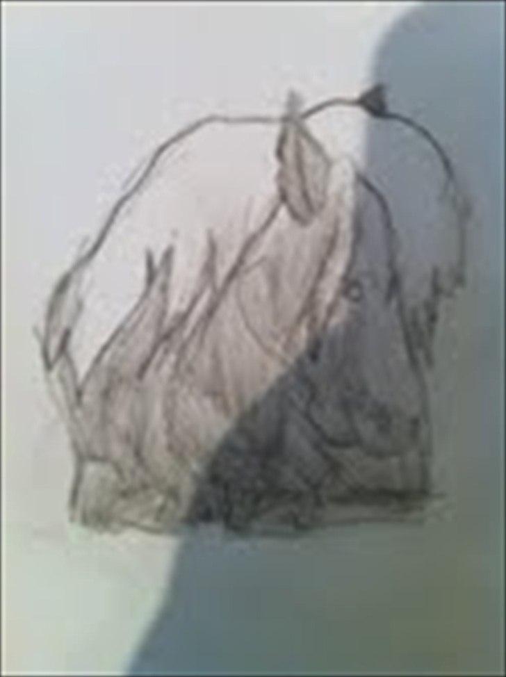 Mine tegninger - grim hest billede 9