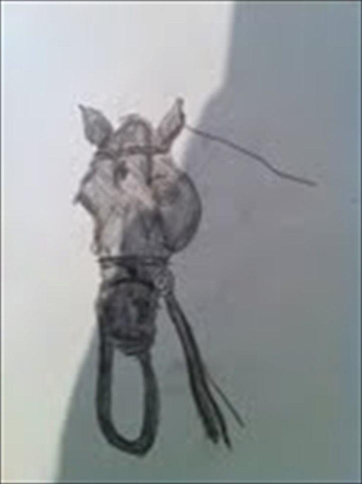 Mine tegninger - halv færdig hest billede 10