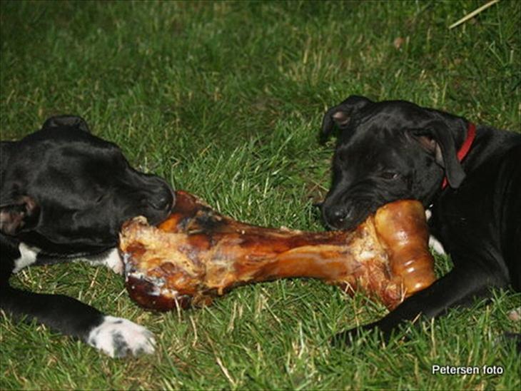 {{currentPhoto.altText}} billede {{currentPhoto.number}}