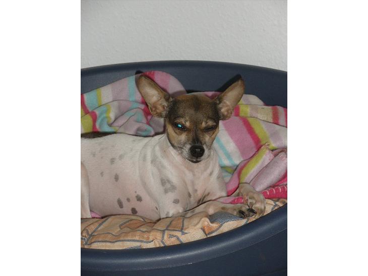 {{currentPhoto.altText}} billede {{currentPhoto.number}}