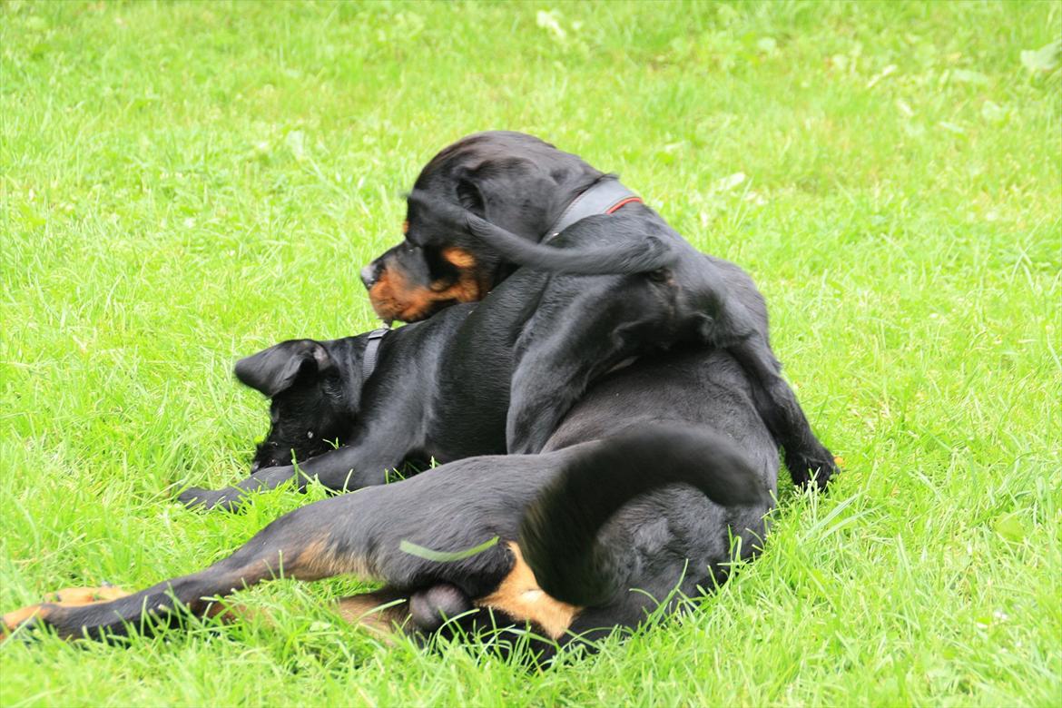 Sære grimasser (grimme hunde) billede 27