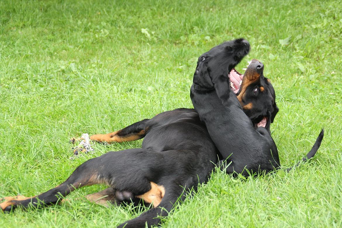 Sære grimasser (grimme hunde) billede 21