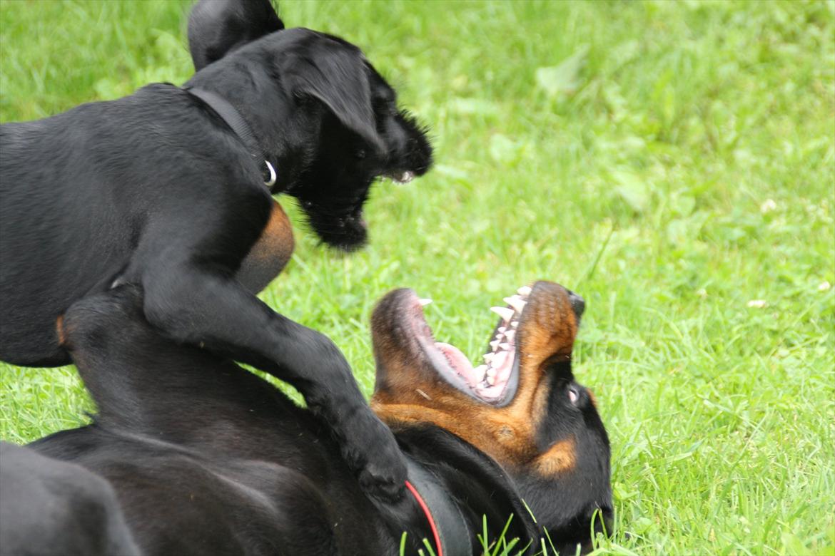 Sære grimasser (grimme hunde) billede 22