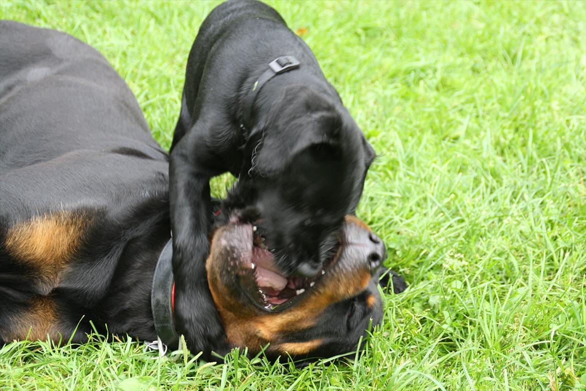 Sære grimasser (grimme hunde) billede 23