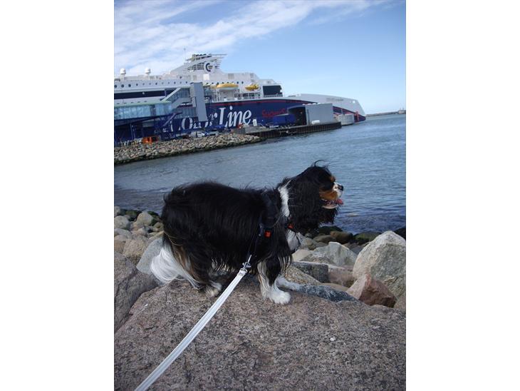 {{currentPhoto.altText}} billede {{currentPhoto.number}}