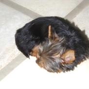 2 dejlige yorkshire terriers Gnejs og Camille