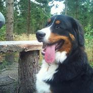Skive Hundeskov