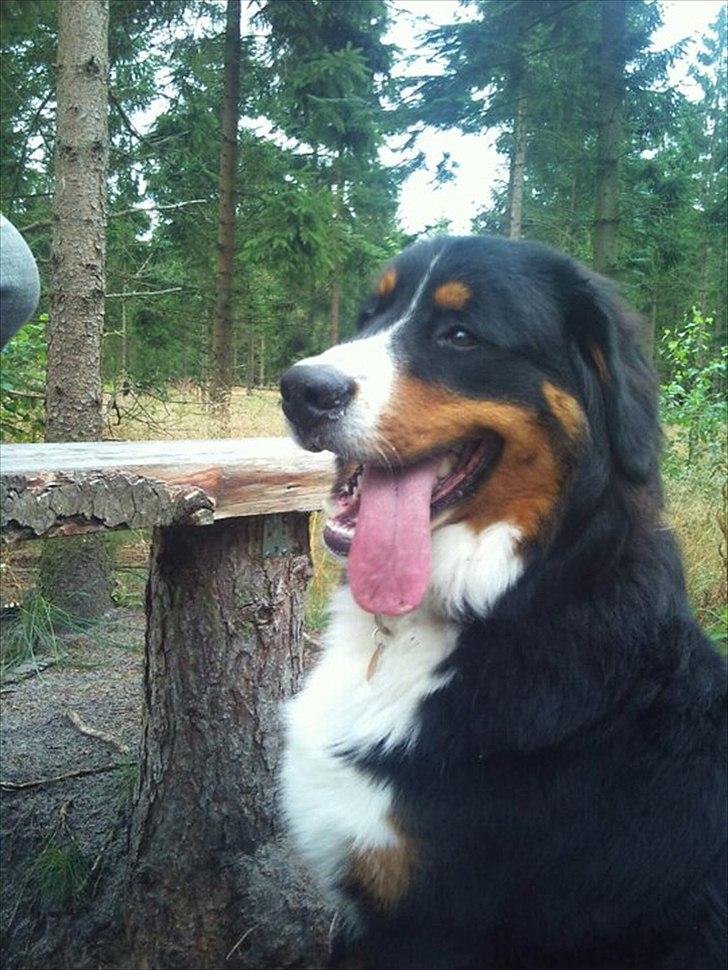 Skive Hundeskov  billede 3