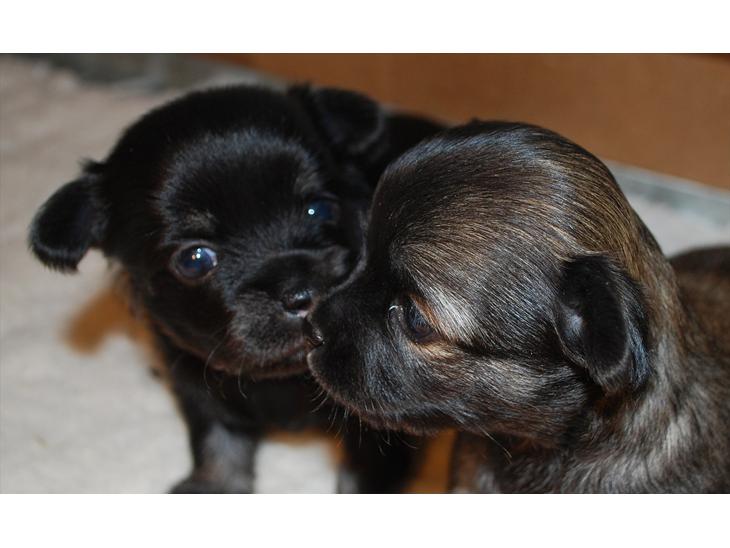 {{currentPhoto.altText}} billede {{currentPhoto.number}}