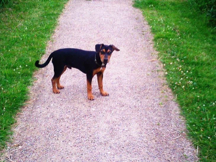 {{currentPhoto.altText}} billede {{currentPhoto.number}}