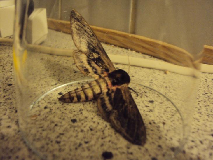 {{currentPhoto.altText}} billede {{currentPhoto.number}}