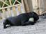 baloo