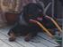 Bægge mine dejlige Rottweiler !
