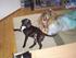Vores top dejlige hund :)