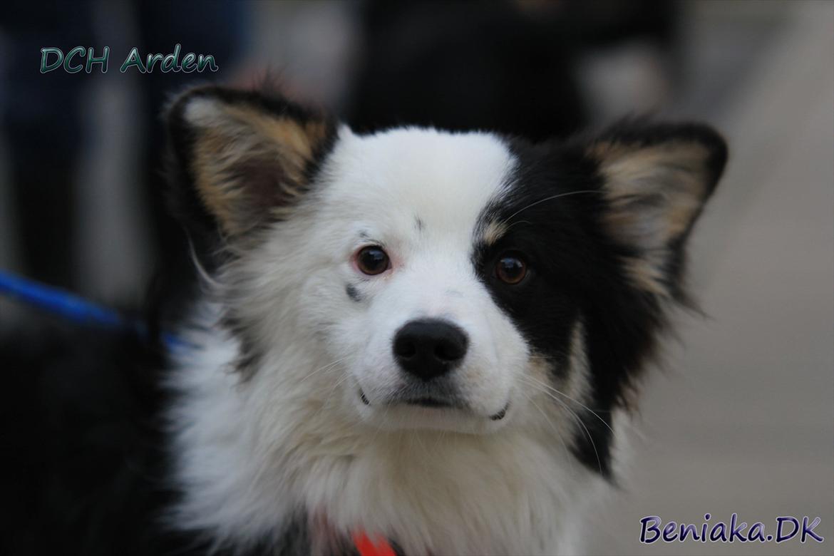 DCH Arden billede 1