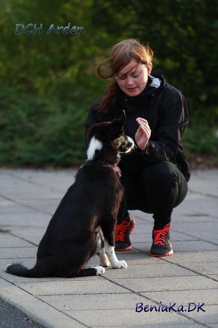 DCH Arden billede 5