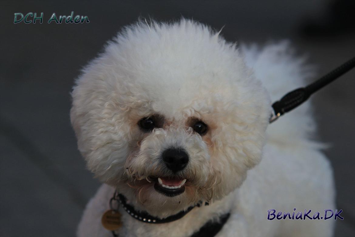 DCH Arden billede 18