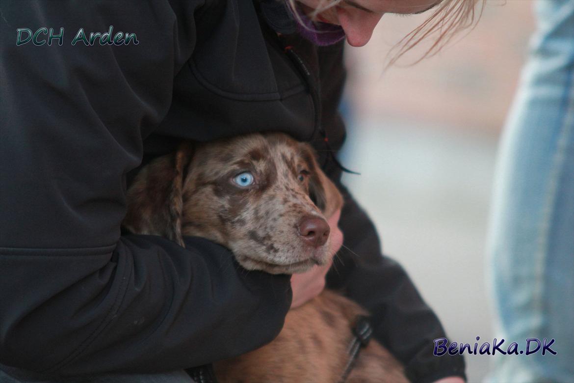 DCH Arden billede 20