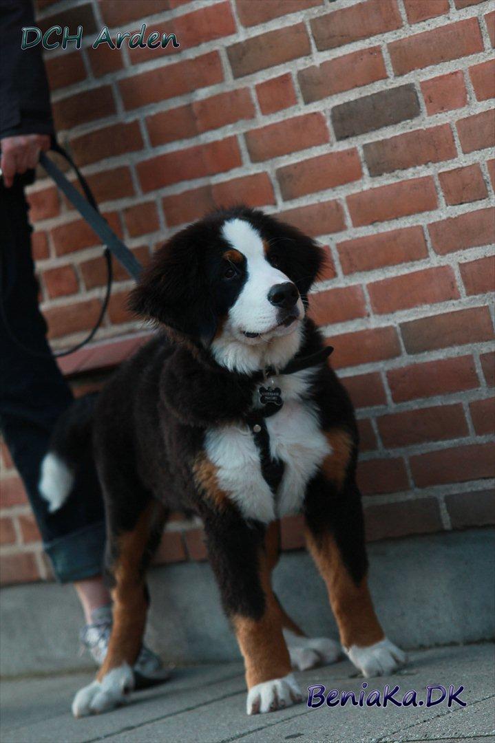 DCH Arden billede 21