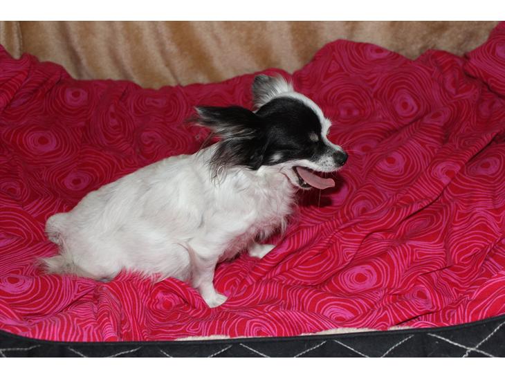 {{currentPhoto.altText}} billede {{currentPhoto.number}}