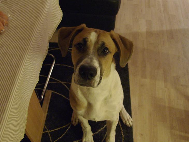 {{currentPhoto.altText}} billede {{currentPhoto.number}}