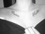 Tattoo af hundenes navne