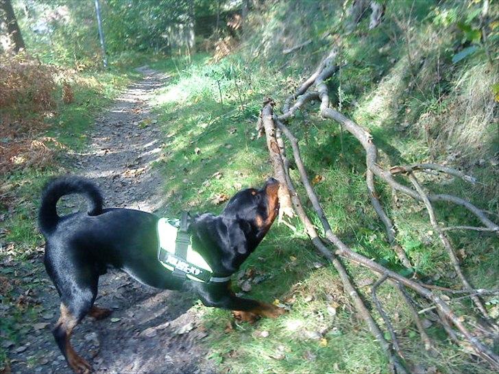 Max som træ rydder ;o) billede 2