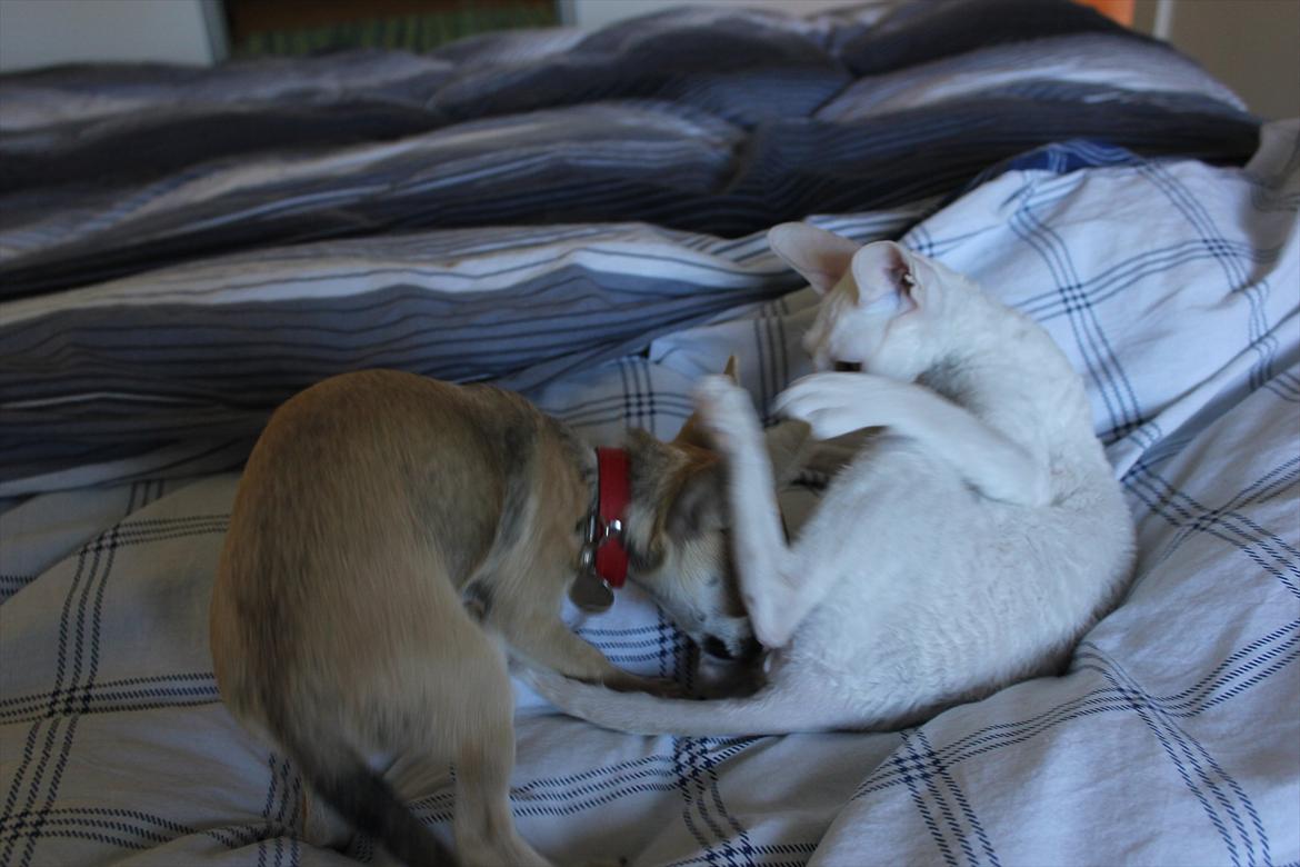 Bindi, Boogie og Tekop :) - .. billede 8