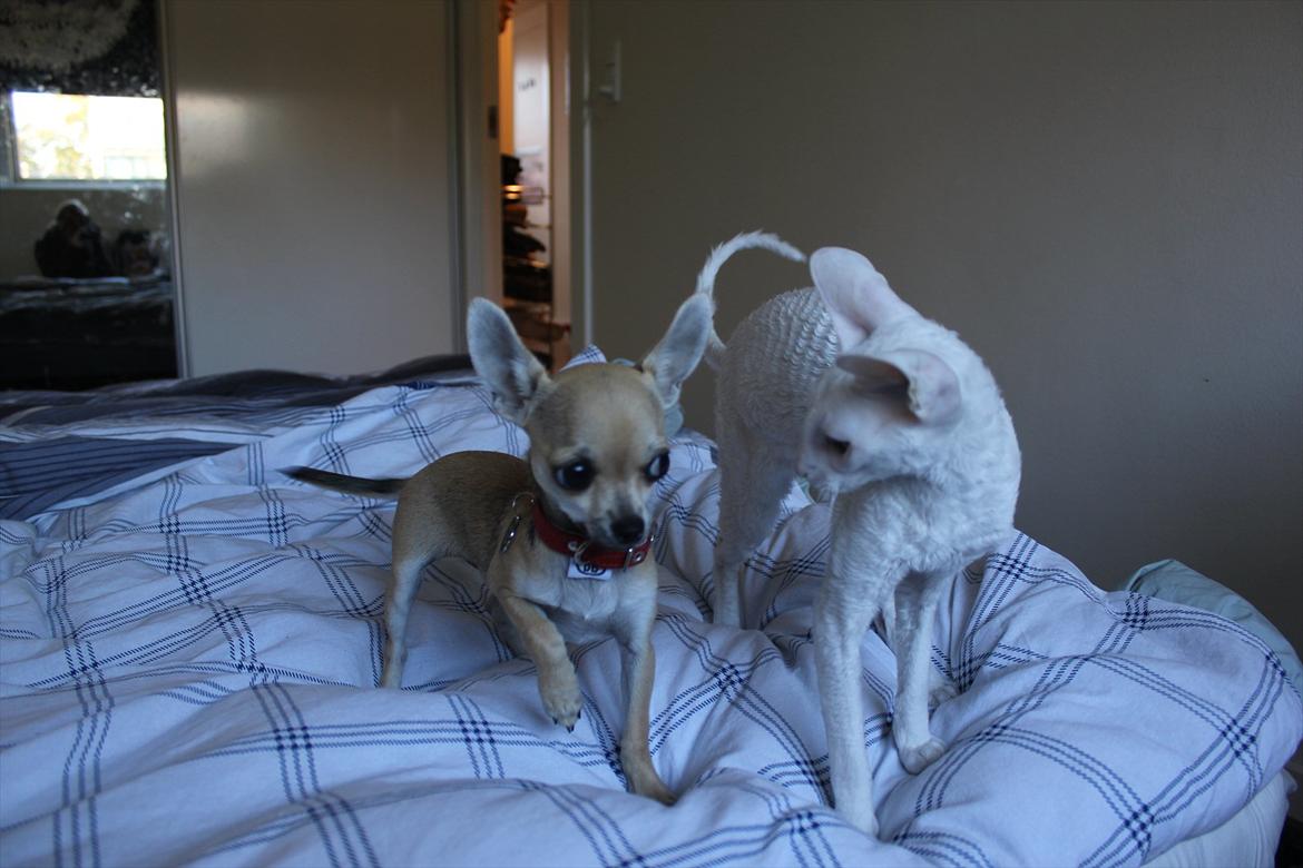 Bindi, Boogie og Tekop :) - .. billede 9