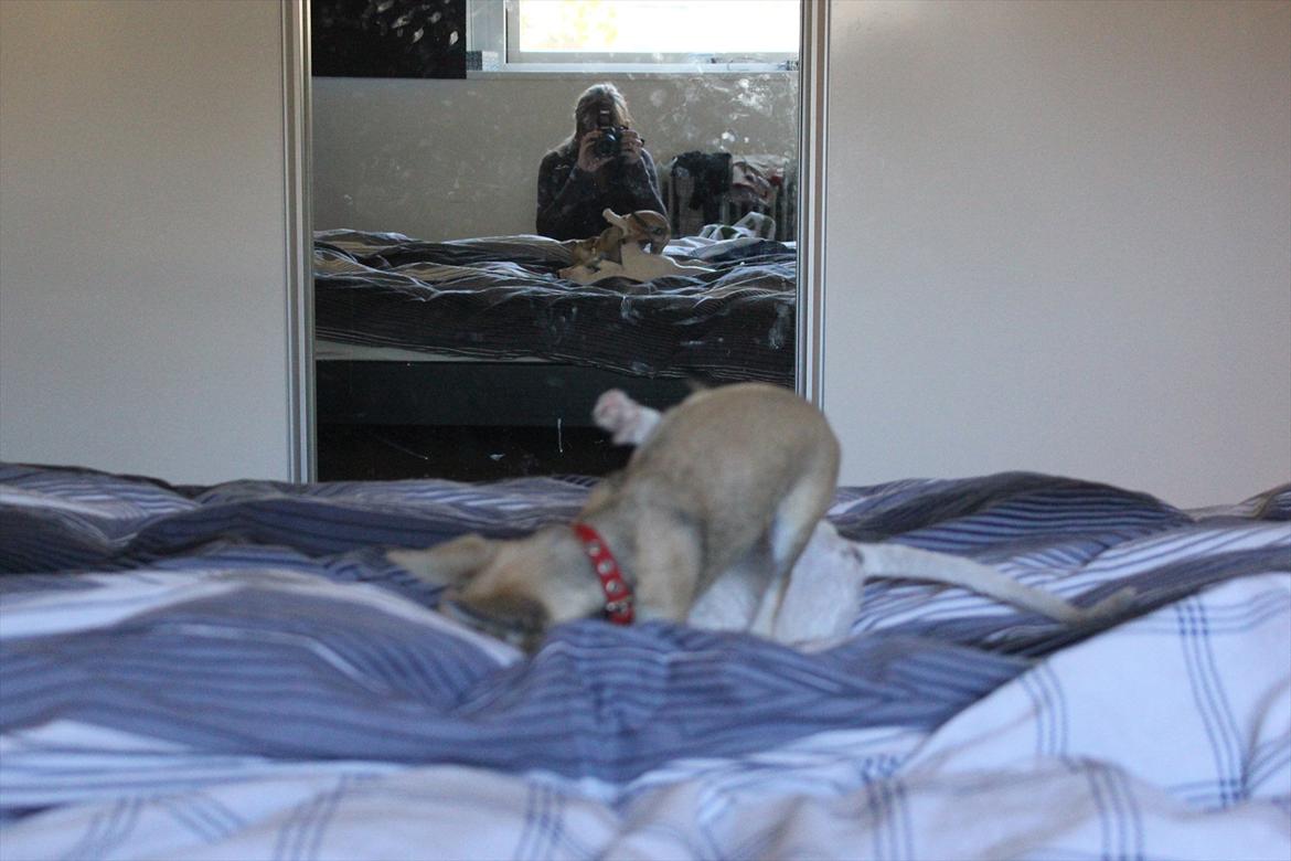 Bindi, Boogie og Tekop :) - Hihi, bemærk spejlet .. billede 11