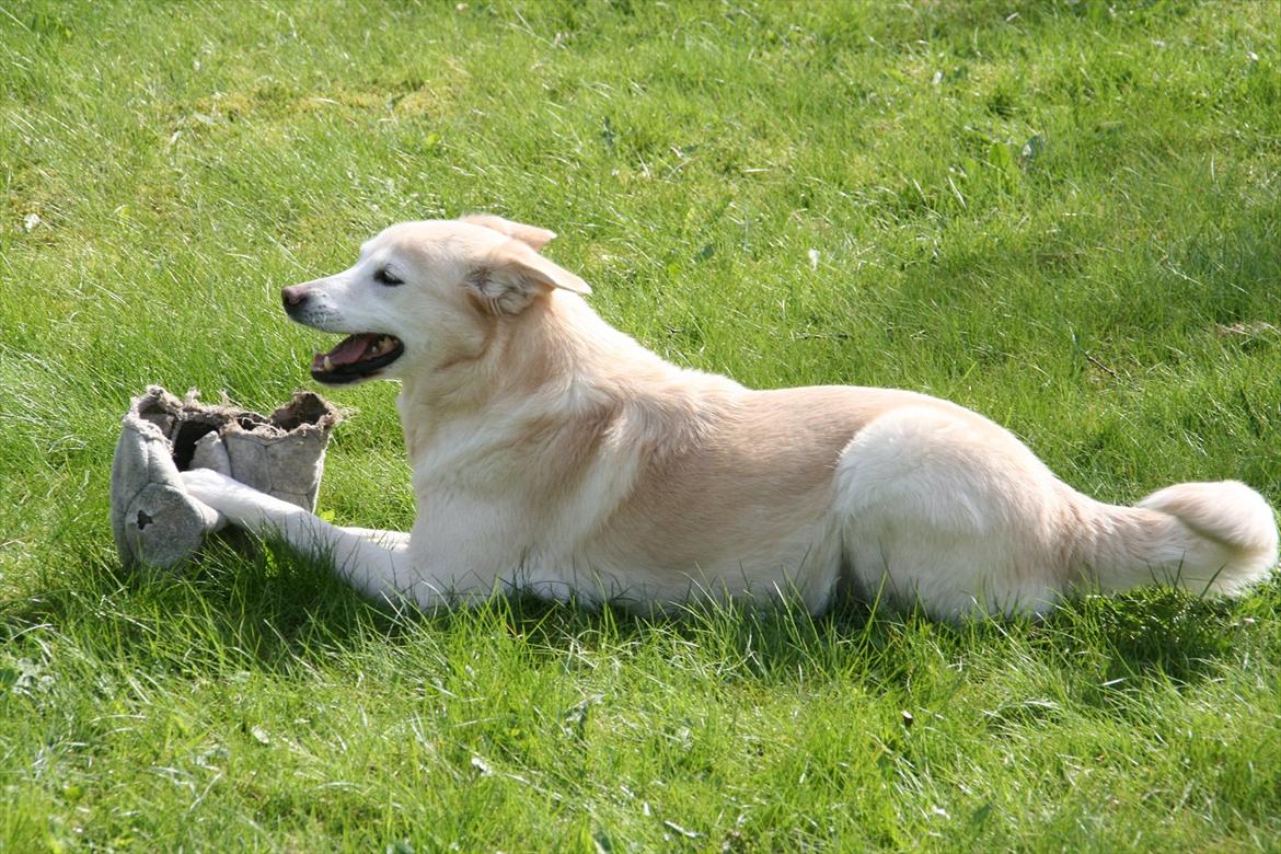Min Samojede/Labrador billede 1