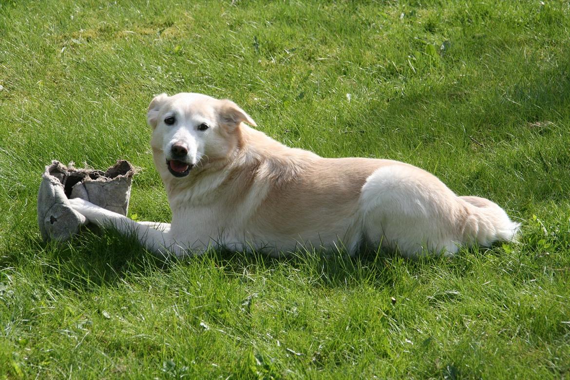 Min Samojede/Labrador billede 2