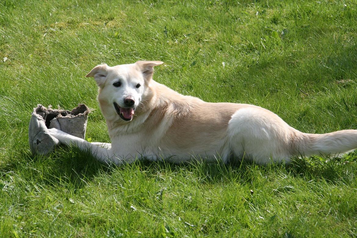 Min Samojede/Labrador billede 3