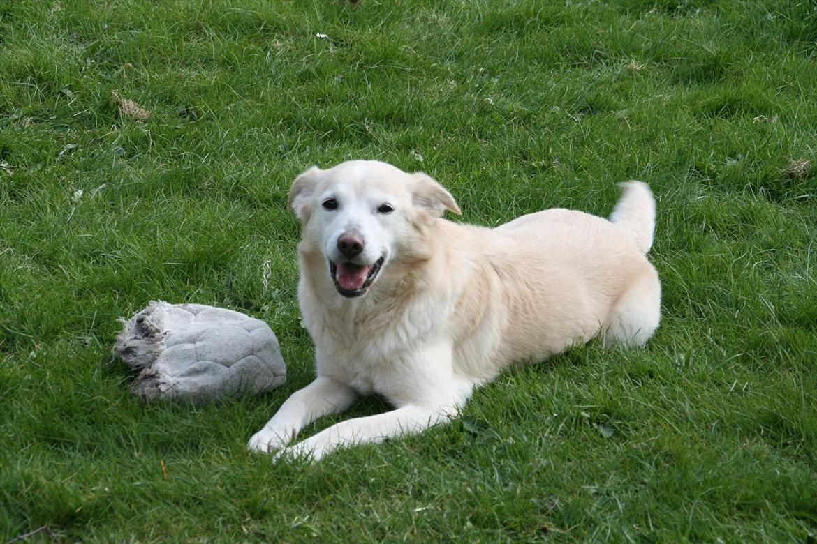 Min Samojede/Labrador billede 4