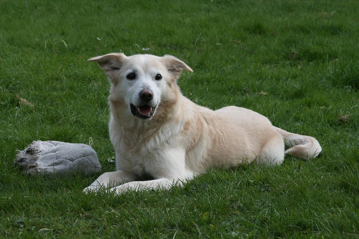 Min Samojede/Labrador billede 5